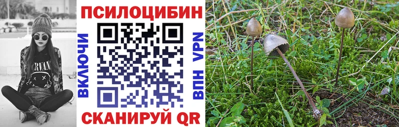 Купить  Дальнегорск  Галлюциногенные грибы Psilocybe 
